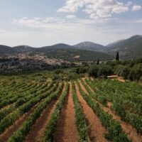 Wine Tasting & Winery Tours