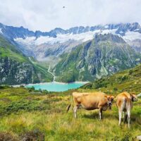 Nature & Wildlife