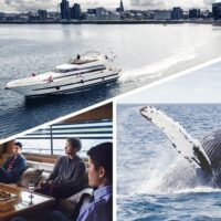 Dolphin & Whale Watching