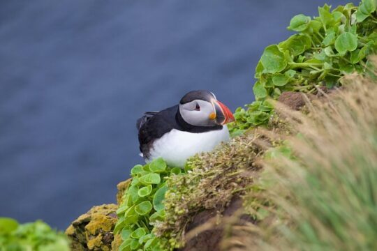 Valentine's Day in Heimaey Island