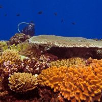 Scuba Diving