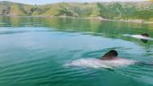 Two of two (different) kayaking tours from the same provider. Both highly enjoyable.