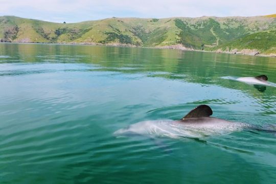 Halloween in Akaroa