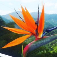 Coffee & Tea Tours