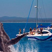 Dolphin & Whale Watching