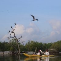 Boat Tours