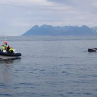 Jet Boats & Speed Boats