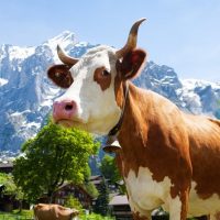 Cultural & Theme Tours