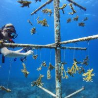 Scuba Diving