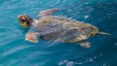 The best cruise in Zante