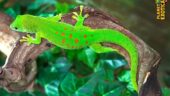 EXCELLENT PARK. REPTILES FOR SOME VERY RARE LOCALS AT THE TOP, WELL-MAINTAINED PARK AND TRUE PROFESSIONALS!