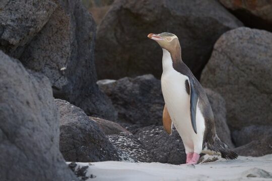 Valentine's Day in Dunedin & The Otago Peninsula