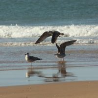 Volunteer Tours