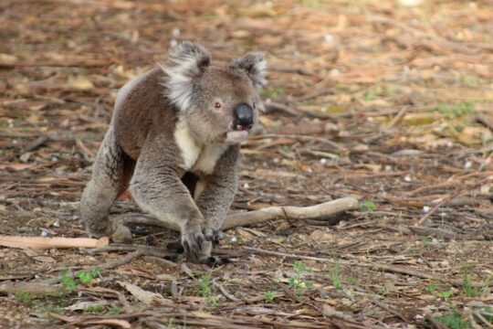 Halloween in Kangaroo Island