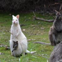 Overnight Tours