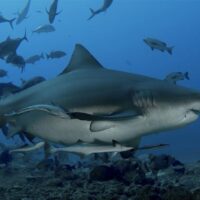 Shark Diving