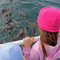 Dolphin & Whale Watching