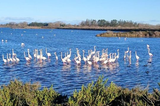 New Year’s Day long weekend in Aigues-Mortes