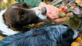 Great food, lovely location, interesting truffle hunt, awesome dogs!