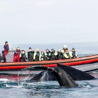 Dolphin & Whale Watching