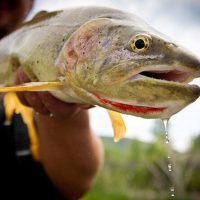 Fishing Charters & Tours