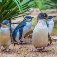 Holiday & Seasonal Tours