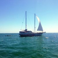 Day Cruises