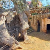 Shore Excursions