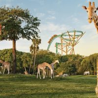 Attraction Tickets