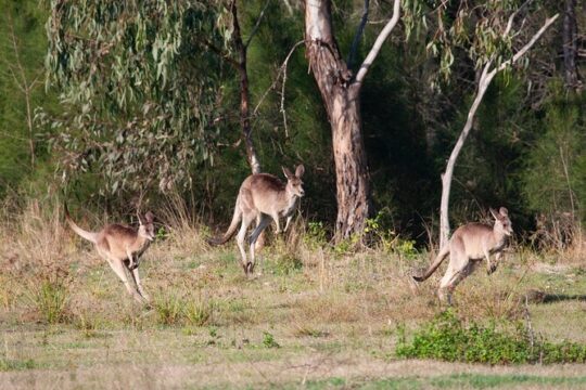 Valentine's Day in Moreton Bay Region