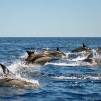 Dolphin & Whale Watching
