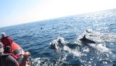 Great Dolphin Experience in Nazaré