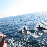 Cruises, Sailing & Water Tours