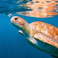 Snorkeling