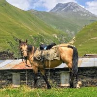 Multi-day Tours