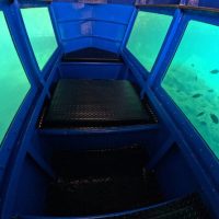 Dolphin & Whale Watching