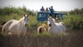 The Camargue with family ❤️