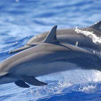 Dolphin & Whale Watching
