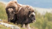 Solo photography musk ox safari