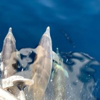 Holiday & Seasonal Tours