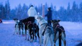An unforgettable husky safari in Lapland!