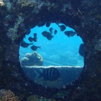 Scuba Diving