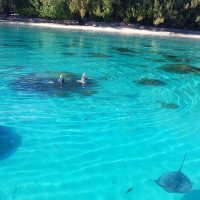 Shark Diving