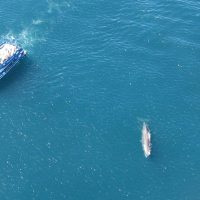 Dolphin & Whale Watching