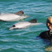 Swim with Dolphins