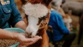 Alpaca Experience