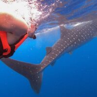Snorkeling