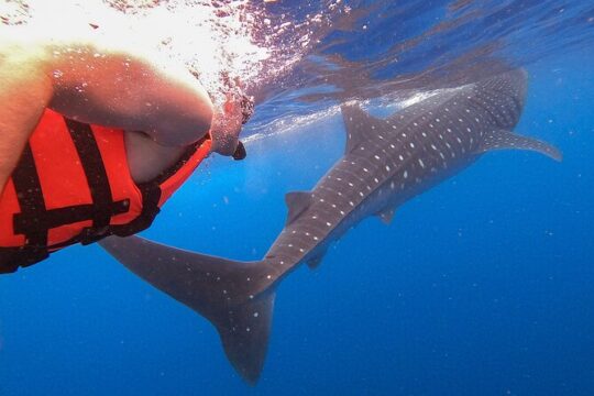 Valentine's Day in Isla Holbox