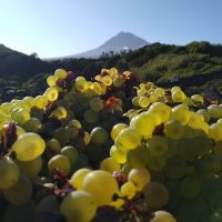 Wine Tasting & Winery Tours