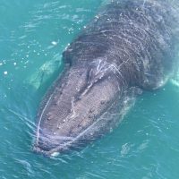 Cruises, Sailing & Water Tours